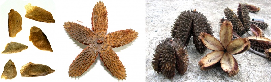 Seeds and seed pod of Flindersia Australis